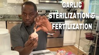 Keene Garlic Sterilization and Fertilizer Soak [upl. by Natsirc]