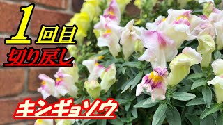 【花】キンギョソウの育て方・切り戻し [upl. by Clorinde]