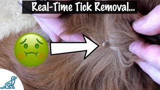 How To Take A Tick Off Your Dog  Professional Dog Training Tips [upl. by Shirk]