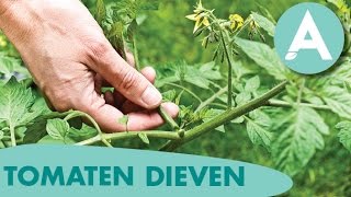 Opgepast tomaten dieven  ANGELO  Tuintip 2 [upl. by Leugimsiul]