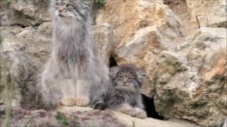 Pallas cat and kitten [upl. by Feld711]