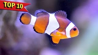 Top 10 Facts and Care Guide for Clownfish [upl. by Elletnahc]