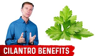 What is Cilantro Good For [upl. by Yorgos]