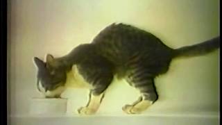 3 Hilarious Vintage Cat Food Commercials [upl. by Jakoba142]