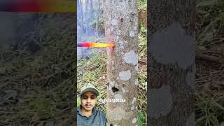 Why do we put hot iron rods in trees righttoshiksha tree agriculture woodworking wood [upl. by Farley]