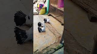 lakkha kabutarlakkha kabutar videoblack lakkhaoplojieta kabutarshottandingvairalpigeon [upl. by Reider377]