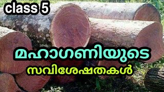 മഹാഗണിയെ കുറിച്ച് അറിയേണ്ടതെല്ലാം mahogani tree [upl. by Reese905]