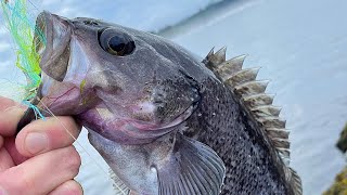 Black Rockfish  Yaquina Bay South Jetty  63024 [upl. by Rotciv]