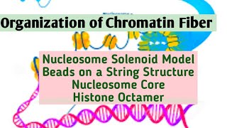 Nucleosome solenoid model Chromatin structureorganisation of chromatin fiberhistonesnucleosome [upl. by Avron]