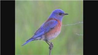 Bluebirds  How Do Bluebirds Protect Themselves [upl. by Treblah]