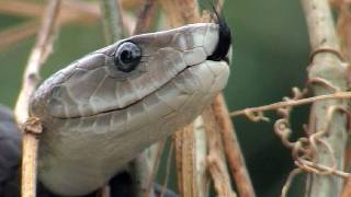 Black Mambas 15 Mamba vs Humans [upl. by Osterhus]