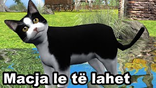 MACJA LE TE LAHET  Kenge per femije  Swimming Cat Song for children by Studio quotÇamarroketquot [upl. by Ydne481]