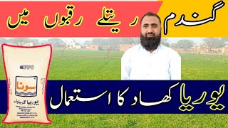 How to use Urea Fertilizer in Wheat grown on Sandy Soils of Punjab  Bilal Kanju Official [upl. by Nossyla666]