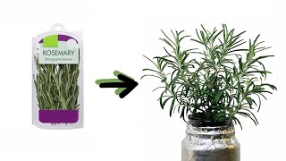 How to Grow Sage Cuttings from the Grocery Store [upl. by Lodmilla195]