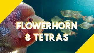 Dither  Target Fish for Flowerhorn Colombian Tetra [upl. by Atalie917]