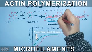 Actin Polymerization  GActins [upl. by Henni]