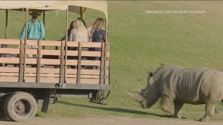 Whats new at the San Diego Zoo Safari Park [upl. by Doowyah]