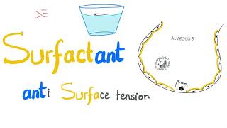 Lung Surfactant  Surface Tension  Alveoli  Type II Pneumocytes  NRDS  Physiology [upl. by Notnilk]