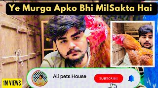 Ye Murga Apko Bhi Mil Sakta Hai  Jaldi Sy Channel Ko Subscribe Kro alipetshouse7 [upl. by Catharine]