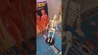 ENCONTRAMOS JUEGO DE ANATOMIA HUMANA 1963 YA TENEMOS ESQUELETO PARA HALLOWEEN recuerdos juegos [upl. by Kerwon]