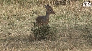 Kirks Dik Dik  Smallest Maasai Mara Antelope  Zebra Plains [upl. by Ataliah]