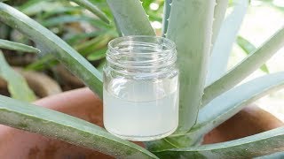 How to make Aloe Vera Gel at home from scratch [upl. by Maccarone]