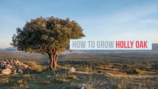 Quercus ilex Growing Guide Holly oak Holm Oak Evergreen Oak by GardenersHQ [upl. by Loseff393]