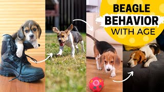 How Your Beagle’s Behavior Can Change with Age [upl. by Ecniuq358]