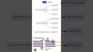 Colistin mechanism of action antibiotics microbiology microberifs lnl medicalstudent [upl. by Dido303]