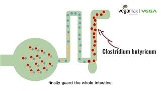 ACTIVE THREE bacillus subtilis bacillus licheniformis clostridium butyricum zhejiang huijia [upl. by Roath]