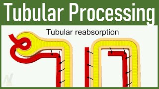 10 Tubular Processing  Tubuloglomerular Feedback amp Glomerulotubular Balance [upl. by Isobel]