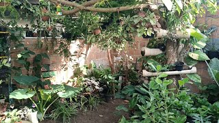 ATUALIZAÇÃO DAS PLANTAS DO JARDIM E COMPREI UMA PEPEROMIA SCANDENS [upl. by Eimar292]