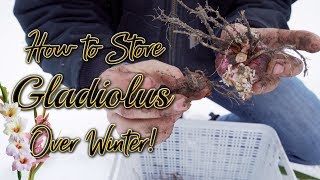 How to Dig Cure and Store Gladiolus OVER WINTER [upl. by Ylera725]