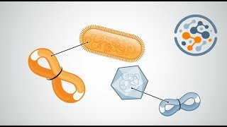 How it Works ProxiMeta HiC Metagenome Deconvolution [upl. by Emmeline]