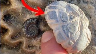 Fossil Hunting Luck At Lyme Regis [upl. by Donnell]