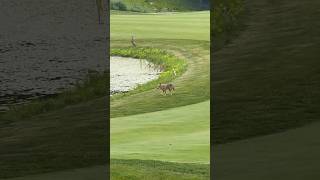 Rabid Coyote on the golf course [upl. by Nahtanaoj576]