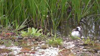 Goose Lake Prairie birds [upl. by Torosian577]