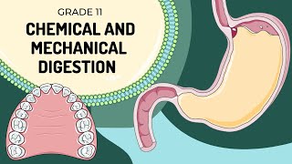 MECHANICAL AND CHEMICAL DIGESTION  Easy to understand processes and enzyme actions [upl. by Hervey608]