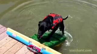 Dog Ramp for a Dock or Pool [upl. by Hamburger]