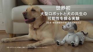 ソニーの犬型ロボット「aibo」と犬の共生の可能性を探る実験動画 [upl. by Godwin]