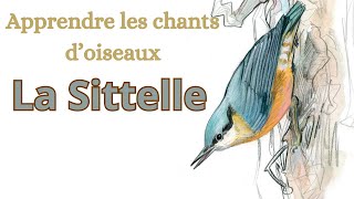 réup APPRENDRE LES CHANTS DOISEAUX  La Sittelle torchepot [upl. by York]