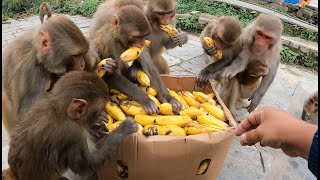 A group of monkeys eat banana  feeding banana [upl. by Sorcha]