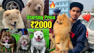 Cheapest Dogs Market In india  WholesaleRetail  PitbullAmerican BullyLhasa Suraj chauhan [upl. by Lenni]