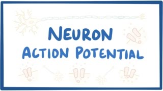 Neuron action potential  physiology [upl. by Frantz]