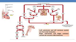 Arch of aorta amp its Branches [upl. by Sirrot]