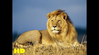 Lion Documentary  King Lions Fight 2021  Wild Planet [upl. by Anitnauq]