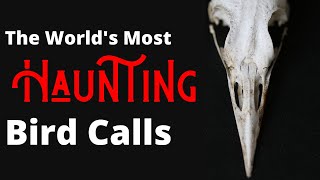 The Most Haunting Birds Songs of the World [upl. by Edouard716]