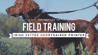 FIELD TRAINING GERMAN SHORTHAIRED POINTER AND IRISH SETTER [upl. by Eelidnarb]