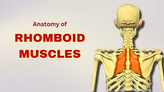 Rhomboid Muscles Anatomy  Extrinsic Back Muscles  Doctor Speaks [upl. by Adil]