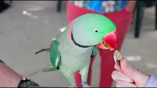 Pierre the Alexandrine Parakeet LOOK HOW SMART [upl. by Joan]